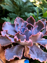 Charger l'image dans la galerie, Echeveria Shaviana Madre del Sur - Terrace Garden France