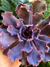 Charger l'image dans la galerie, Echeveria Shaviana Madre del Sur - Terrace Garden France