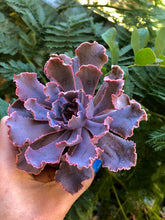 Charger l'image dans la galerie, Echeveria Shaviana Madre del Sur - Terrace Garden France