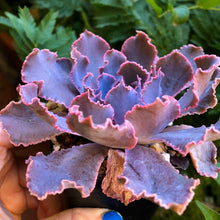 Charger l'image dans la galerie, Echeveria Shaviana Madre del Sur - Terrace Garden France