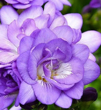 Charger l'image dans la galerie, Freesia Double Blue bulbs/corms - Terrace Garden France
