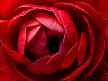 Load image into Gallery viewer, Ranunculus Red - Terrace Garden France