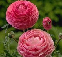 Load image into Gallery viewer, Ranunculus Tomer Pink - Terrace Garden France