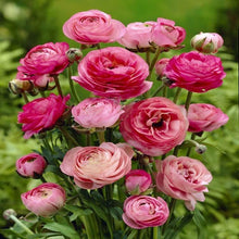 Load image into Gallery viewer, Ranunculus Tomer Pink - Terrace Garden France
