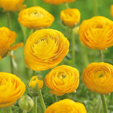 Charger l'image dans la galerie, Yellow Ranunculus - Terrace Garden France