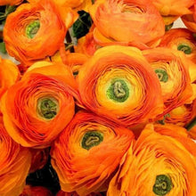 Load image into Gallery viewer, Ranunculus Orange - Terrace Garden France
