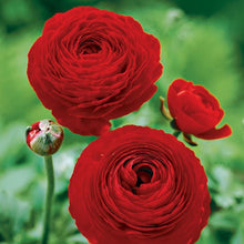 Load image into Gallery viewer, Ranunculus Red - Terrace Garden France