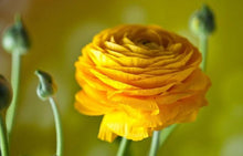 Charger l'image dans la galerie, Yellow Ranunculus - Terrace Garden France