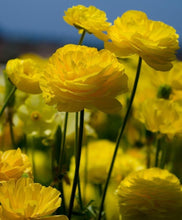 Charger l'image dans la galerie, Yellow Ranunculus - Terrace Garden France