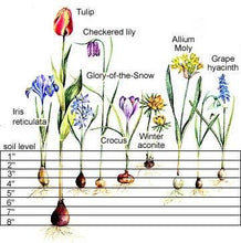 Load image into Gallery viewer, Tulip Katinka - Terrace Garden France
