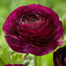 Charger l'image dans la galerie, Ranunculus Purple - Terrace Garden France
