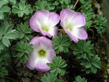 Charger l'image dans la galerie, Oxalis Adenophylla - Terrace Garden France