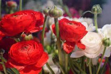 Charger l'image dans la galerie, Ranunculus "CandyCane" Mix - Terrace Garden France