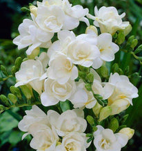 Charger l'image dans la galerie, Freesia Double White bulbs/corms - Terrace Garden France