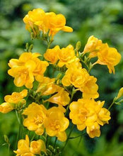 Charger l'image dans la galerie, Freesia Double Yellow bulbs/corms - Terrace Garden France