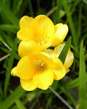 Charger l'image dans la galerie, Freesia Double Yellow bulbs/corms - Terrace Garden France