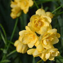 Charger l'image dans la galerie, Freesia Double Yellow bulbs/corms - Terrace Garden France