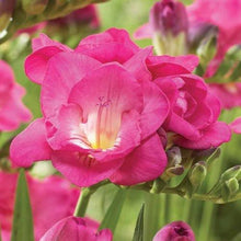 Charger l'image dans la galerie, Freesia Double Pink bulbs/corms - Terrace Garden France