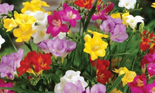 Load image into Gallery viewer, Freesia Double Mixed bulbs/corms - Terrace Garden France