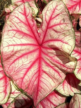 Charger l'image dans la galerie, Caladium Rhapsody - Terrace Garden France