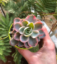 Charger l'image dans la galerie, Echeveria Pink Vera Variegata - Terrace Garden France