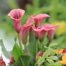 Charger l'image dans la galerie, Calla Lily "Pillow Talk" - Terrace Garden France