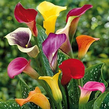 Charger l'image dans la galerie, Calla Lily "Rainbox Mix" - Terrace Garden France