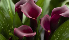 Charger l'image dans la galerie, Calla Lily "Macau" - Terrace Garden France