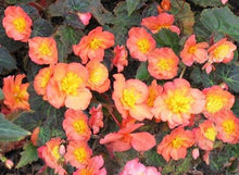 Charger l'image dans la galerie, Begonia multiflora 'Peardrop' - Terrace Garden France