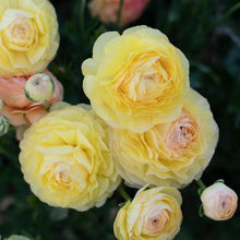 Load image into Gallery viewer, Ranunculus Friandine "Lemon" - Terrace Garden France