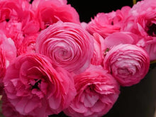 Charger l'image dans la galerie, Ranunculus Amandine "Rose" - Terrace Garden France