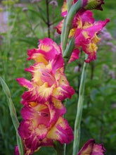 Charger l'image dans la galerie, Gladiolus "Far West" bulbs - Terrace Garden France