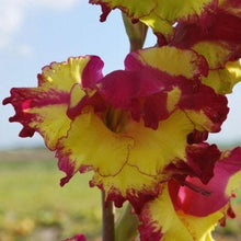 Charger l'image dans la galerie, Gladiolus "Far West" bulbs - Terrace Garden France