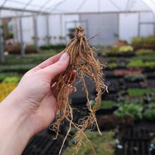 Charger l'image dans la galerie, Hosta sieboldiana "Frances Williams" bulbs/roots - Terrace Garden France