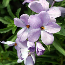 Charger l'image dans la galerie, Phlox paniculata "Lilac Time" roots/bulb - Terrace Garden France