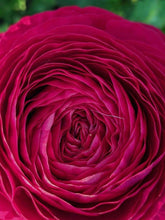 Charger l'image dans la galerie, Ranunculus Pauline "Carmine" - Terrace Garden France