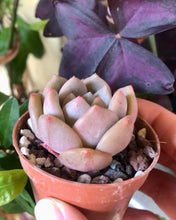 Charger l'image dans la galerie, Echeveria Ariel - Terrace Garden France