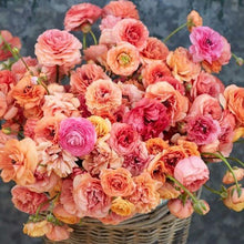 Charger l'image dans la galerie, Ranunculus Pauline "Champagne" - Terrace Garden France