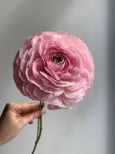 Charger l'image dans la galerie, Ranunculus Romance "Maillane" - Terrace Garden France