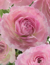 Charger l'image dans la galerie, Ranunculus Romance "Maillane" - Terrace Garden France