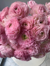 Charger l'image dans la galerie, Ranunculus Romance "Maillane" - Terrace Garden France