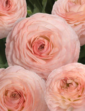 Load image into Gallery viewer, Ranunculus Romance "Plage" - Terrace Garden France
