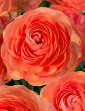 Load image into Gallery viewer, Ranunculus Romance "Paradou" - Terrace Garden France