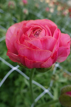 Charger l'image dans la galerie, Ranunculus Romance "Nohant" - Terrace Garden France