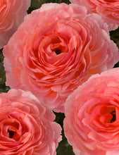 Charger l'image dans la galerie, Ranunculus Romance "Nohant" - Terrace Garden France