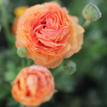 Charger l'image dans la galerie, Ranunculus Amandine "Salmon" - Terrace Garden France