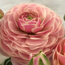 Load image into Gallery viewer, Ranunculus Amandine "Porceline" - Terrace Garden France