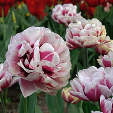 Charger l'image dans la galerie, Tulip Pistache - Terrace Garden France
