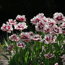 Charger l'image dans la galerie, Tulip Pistache - Terrace Garden France
