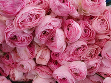 Charger l'image dans la galerie, Ranunculus Romance "Maillane" - Terrace Garden France